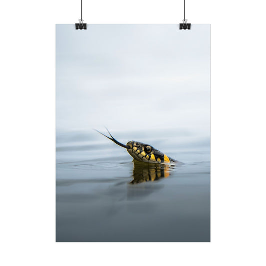 Swimming snake poster
