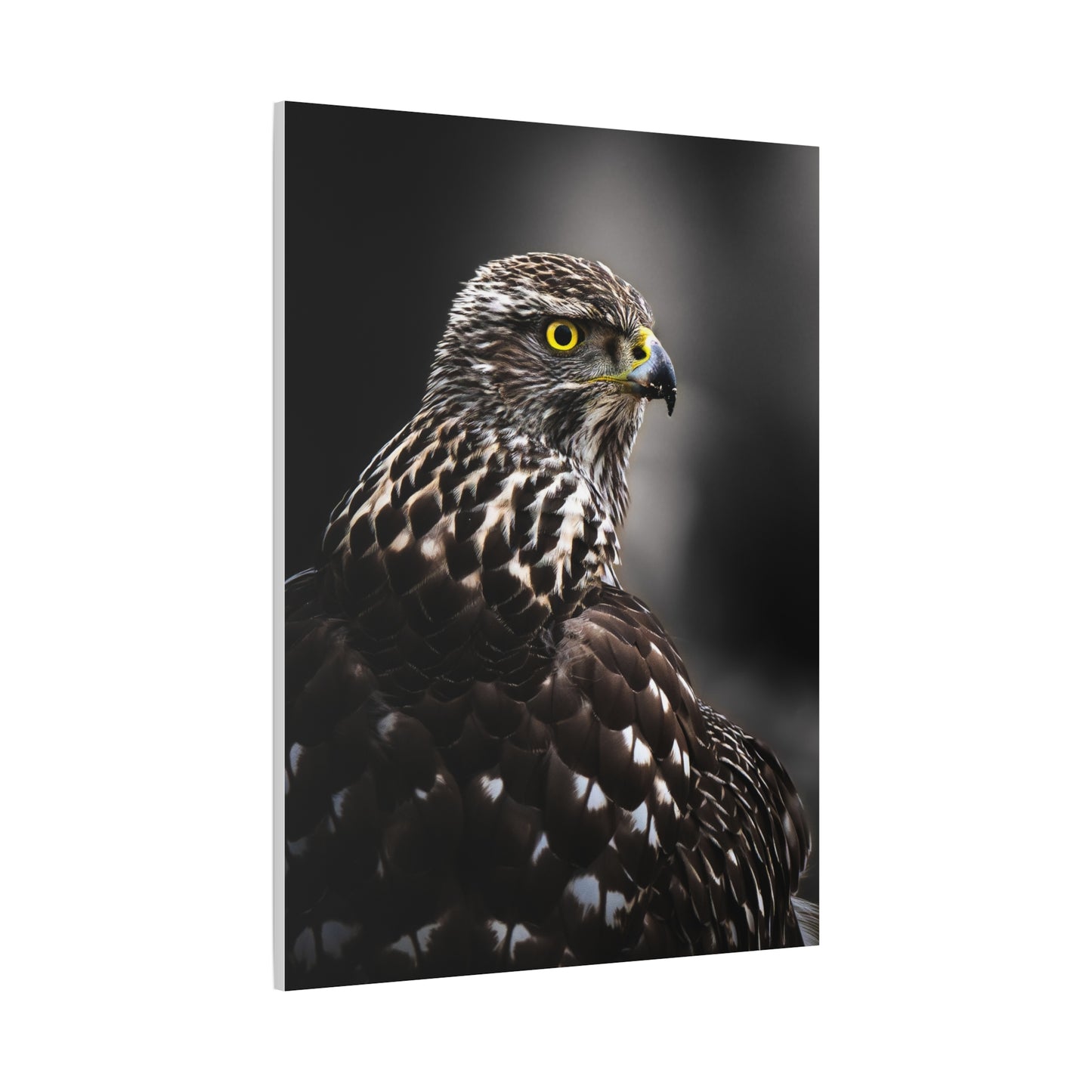 Close up Goshawk