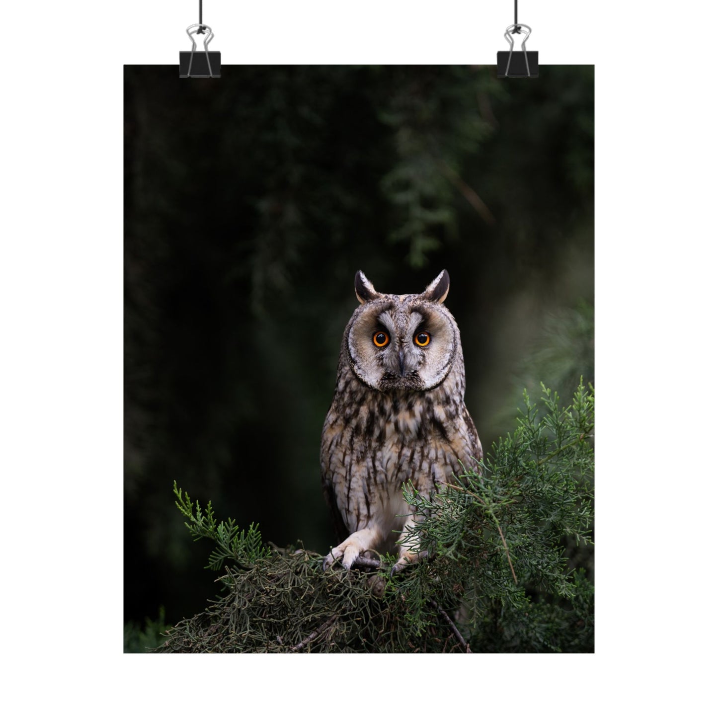 Long-eared Owl