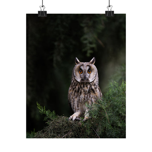 Long-eared Owl