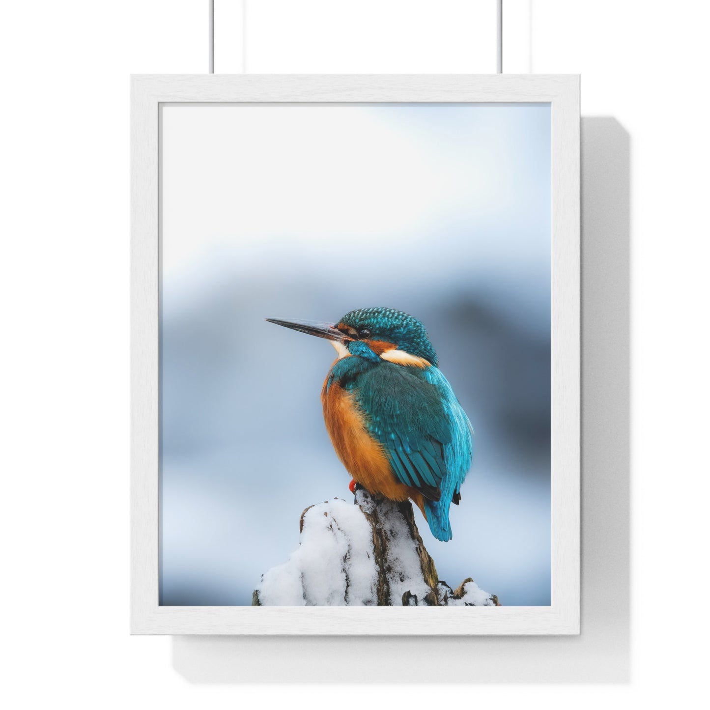 Kingfisher posing