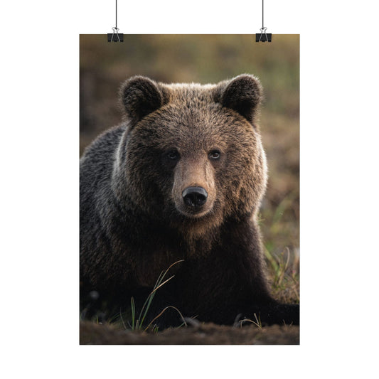 Big ol' teddybear poster