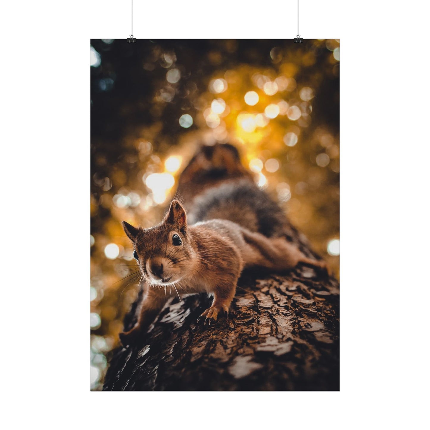 Superhero Squirrel Poster