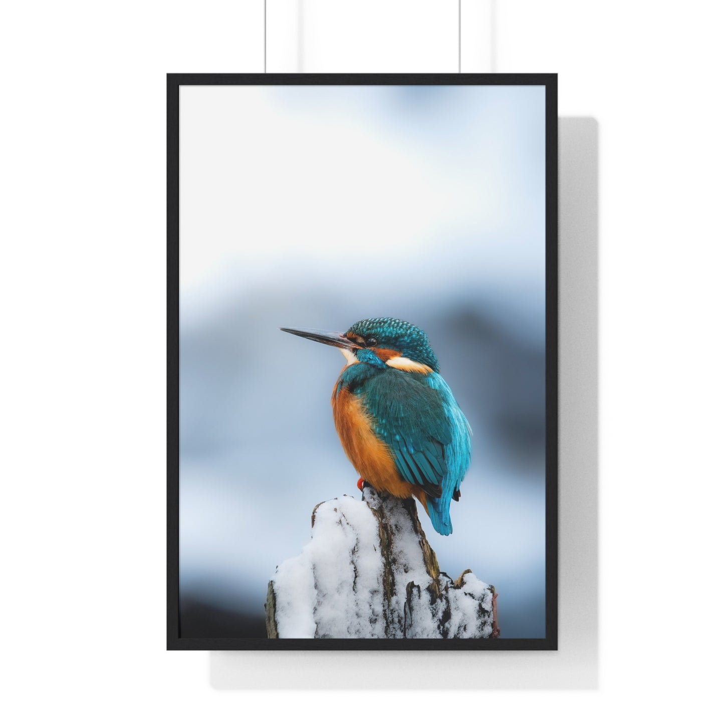 Kingfisher posing