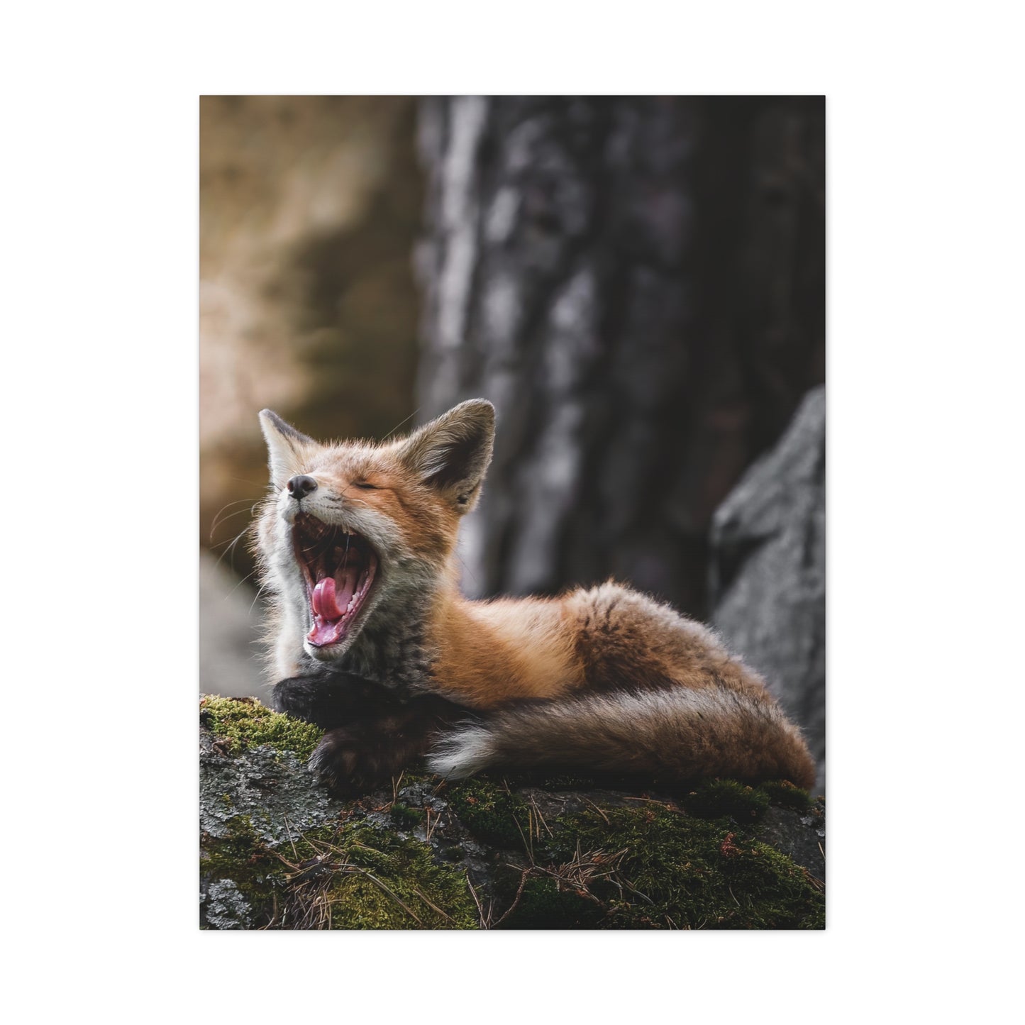 Sleepy fox