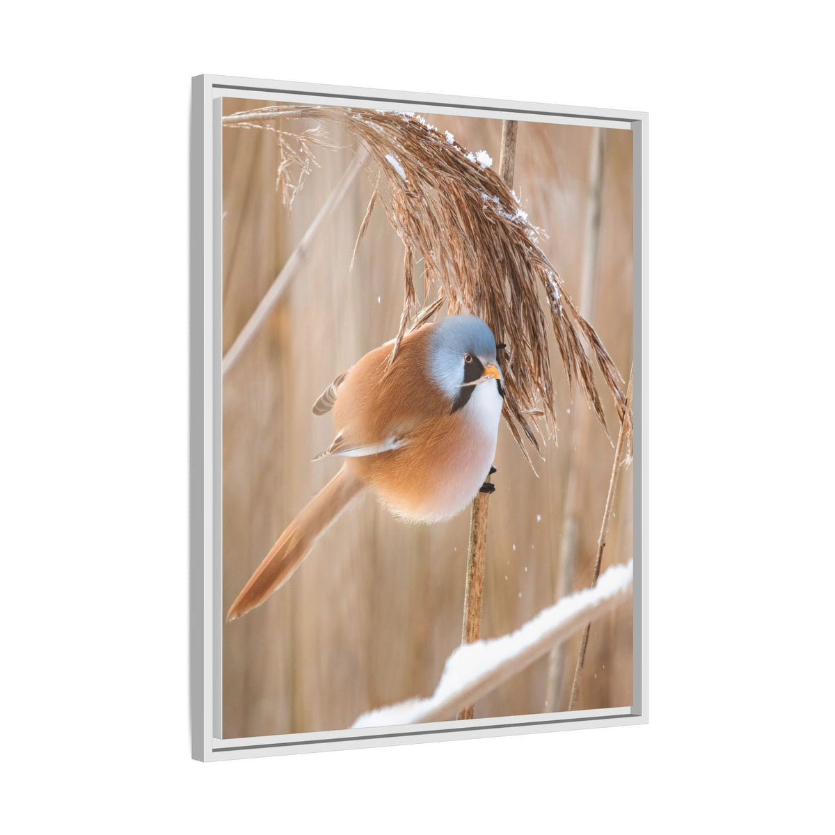 Framed Matte Canvas - Bearded Reedling Bird Photography (Winter Marsh)