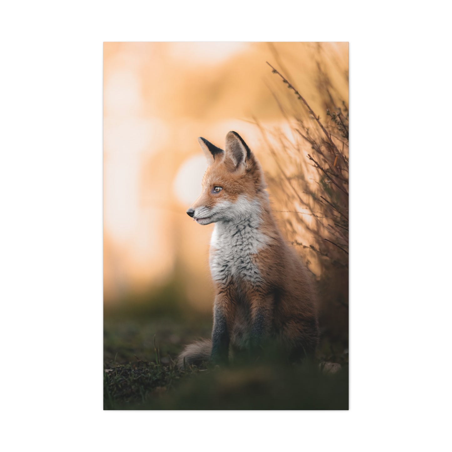Sunset Fox