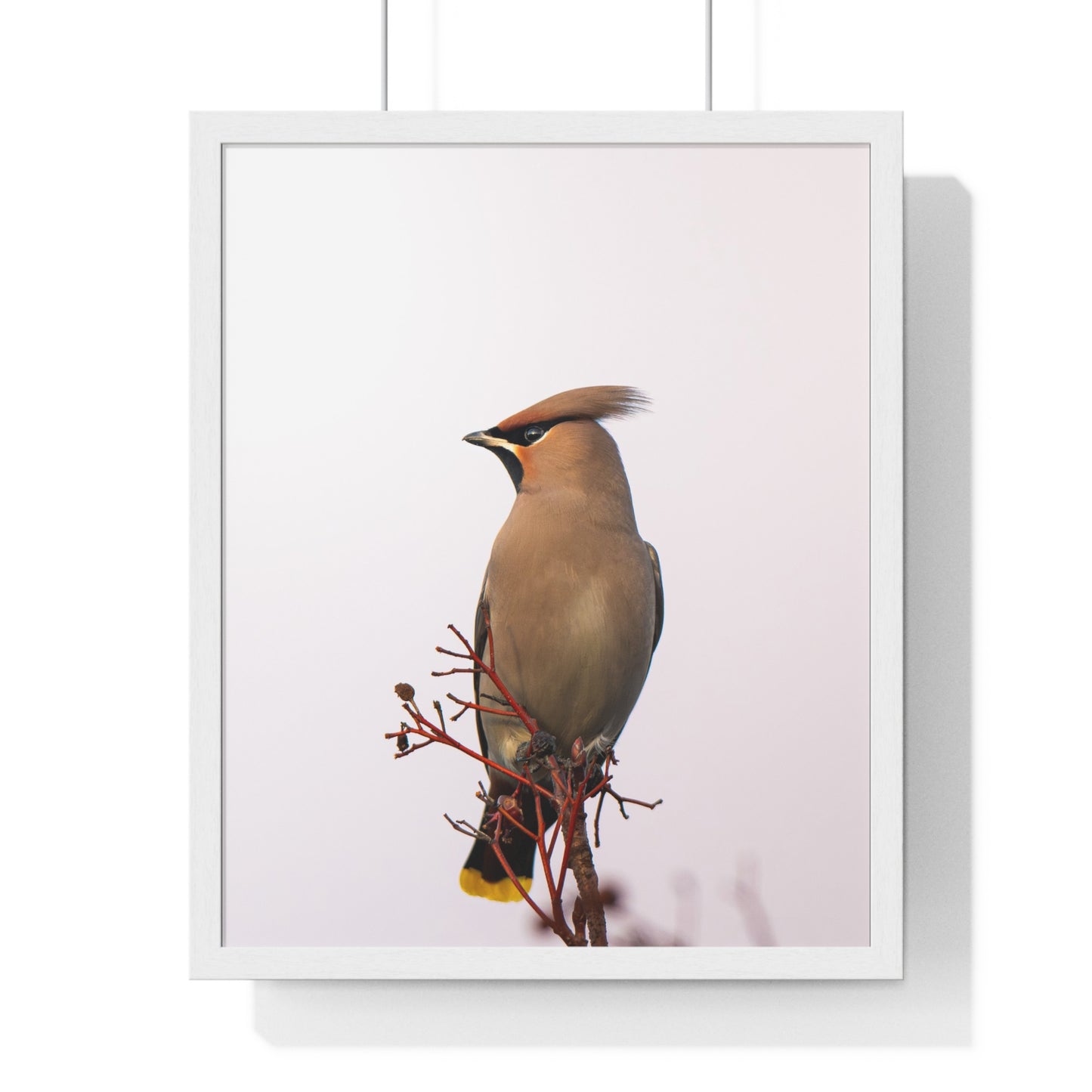 Bohemian Waxwing during sunset