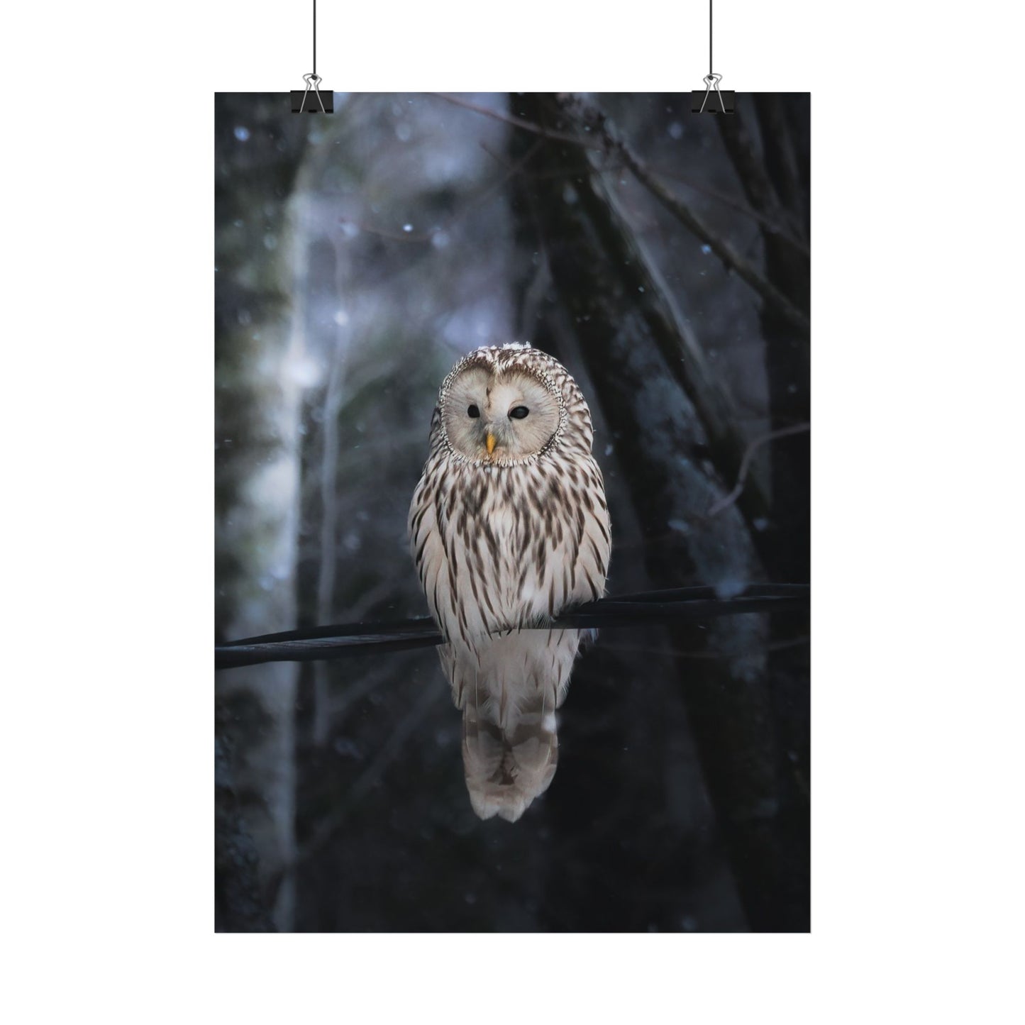 Winter Owl Poster