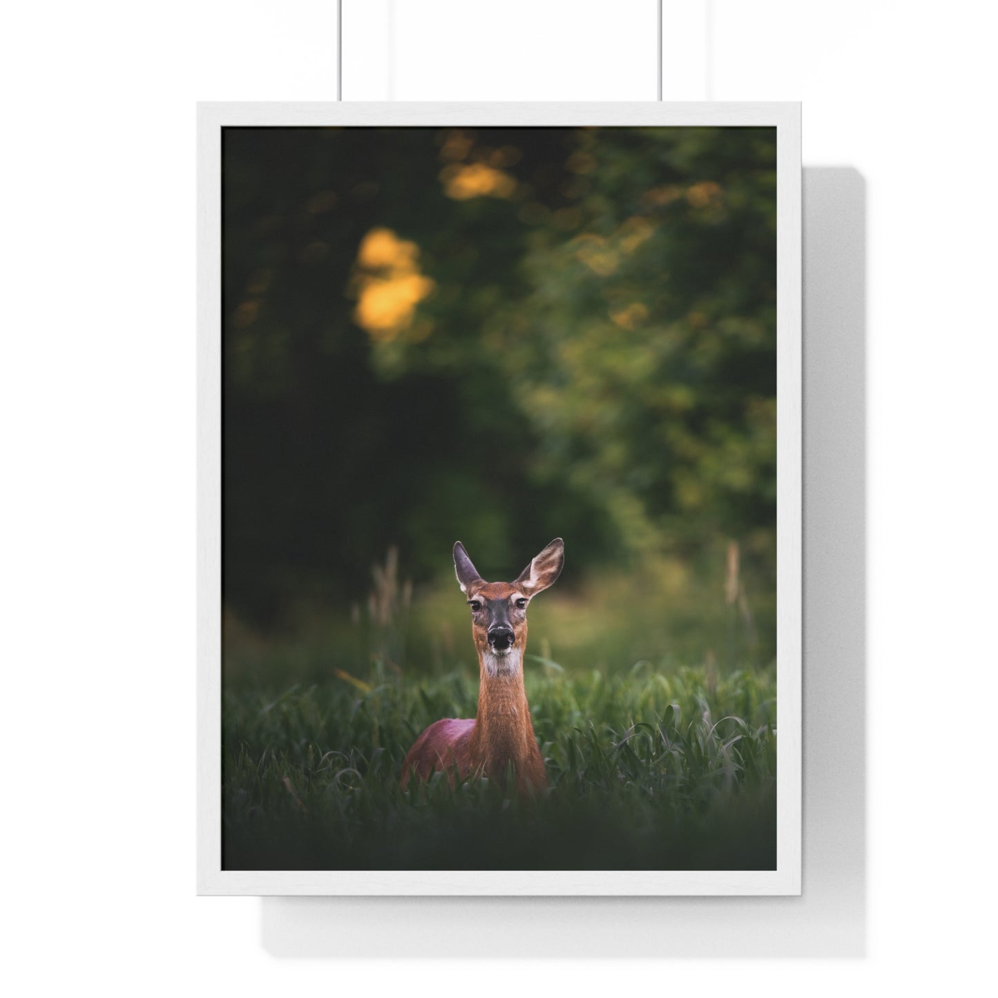Midsummer Deer