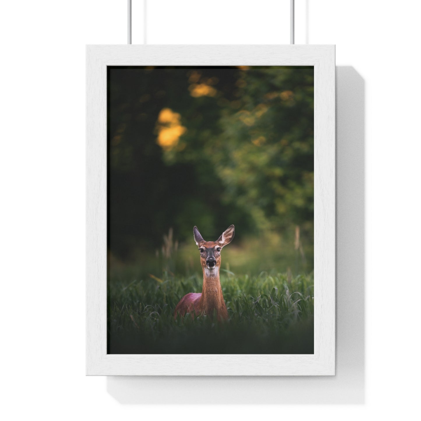 Midsummer Deer