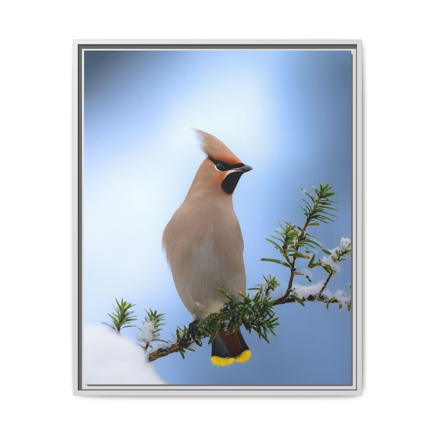 Bohemian Waxwing
