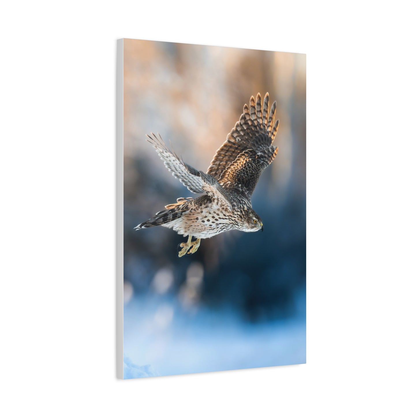 Bird of prey winter edition