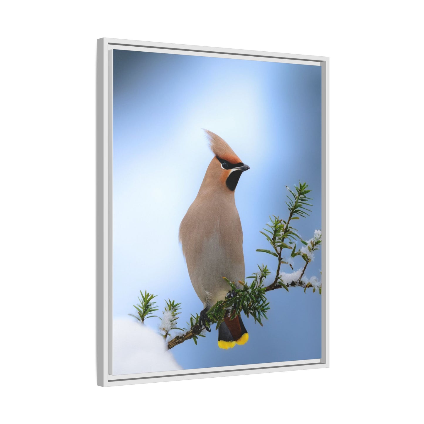 Bohemian Waxwing
