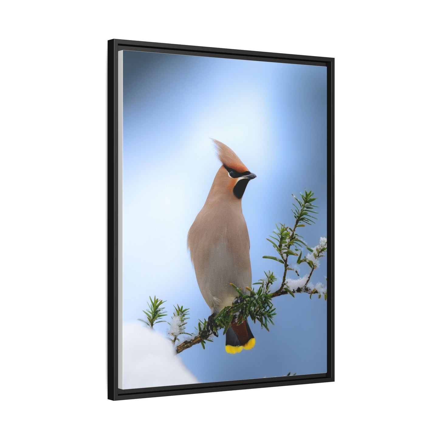 Bohemian Waxwing