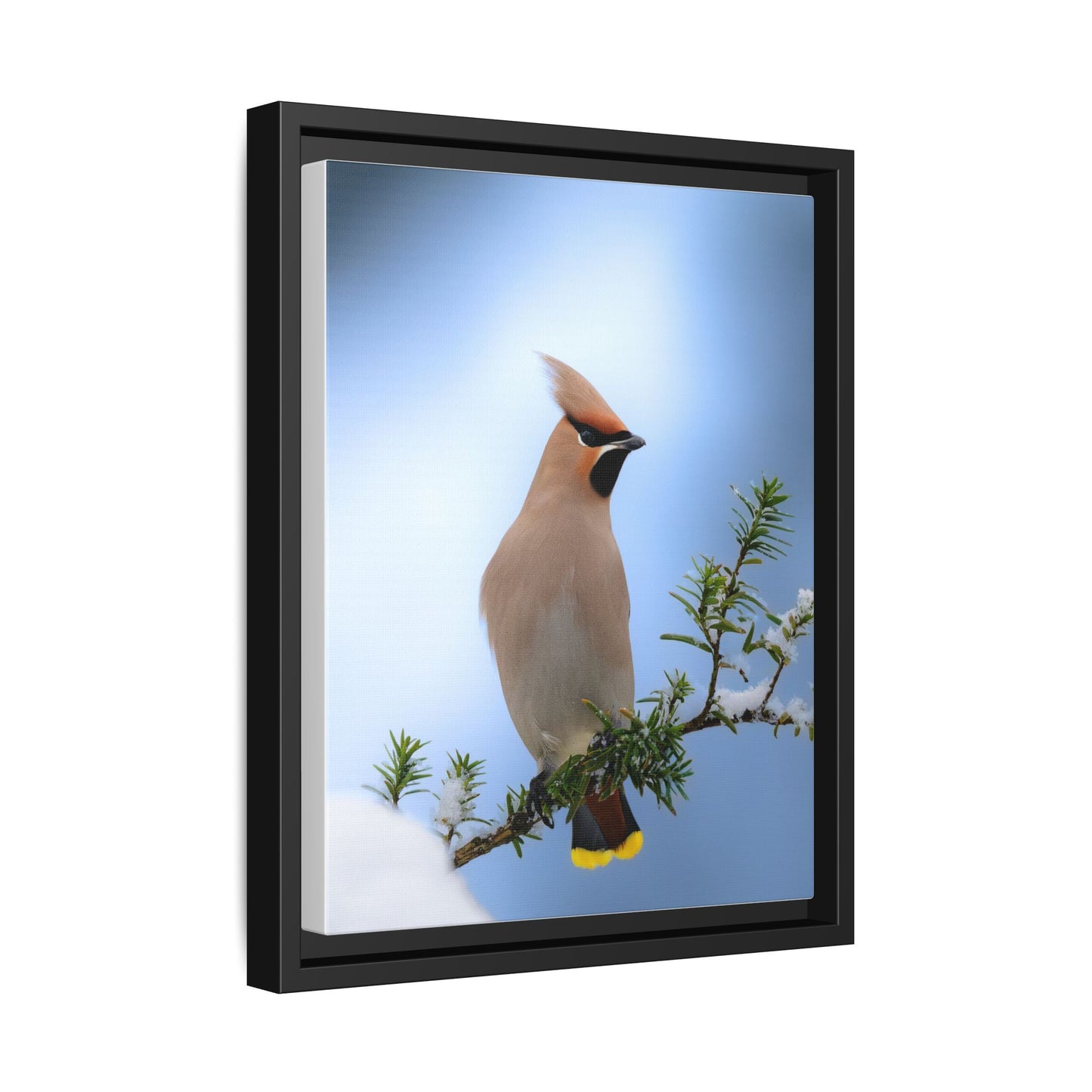 Bohemian Waxwing