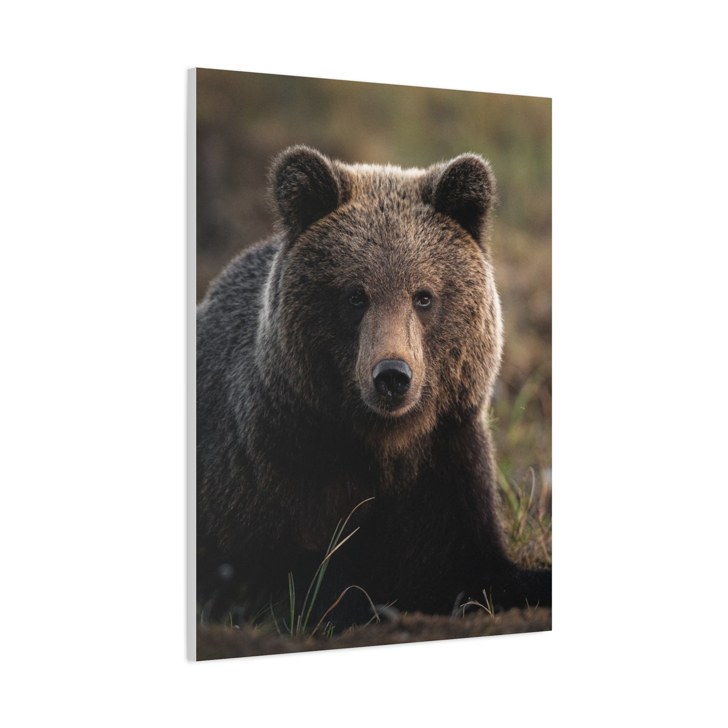 Big ol' teddybear