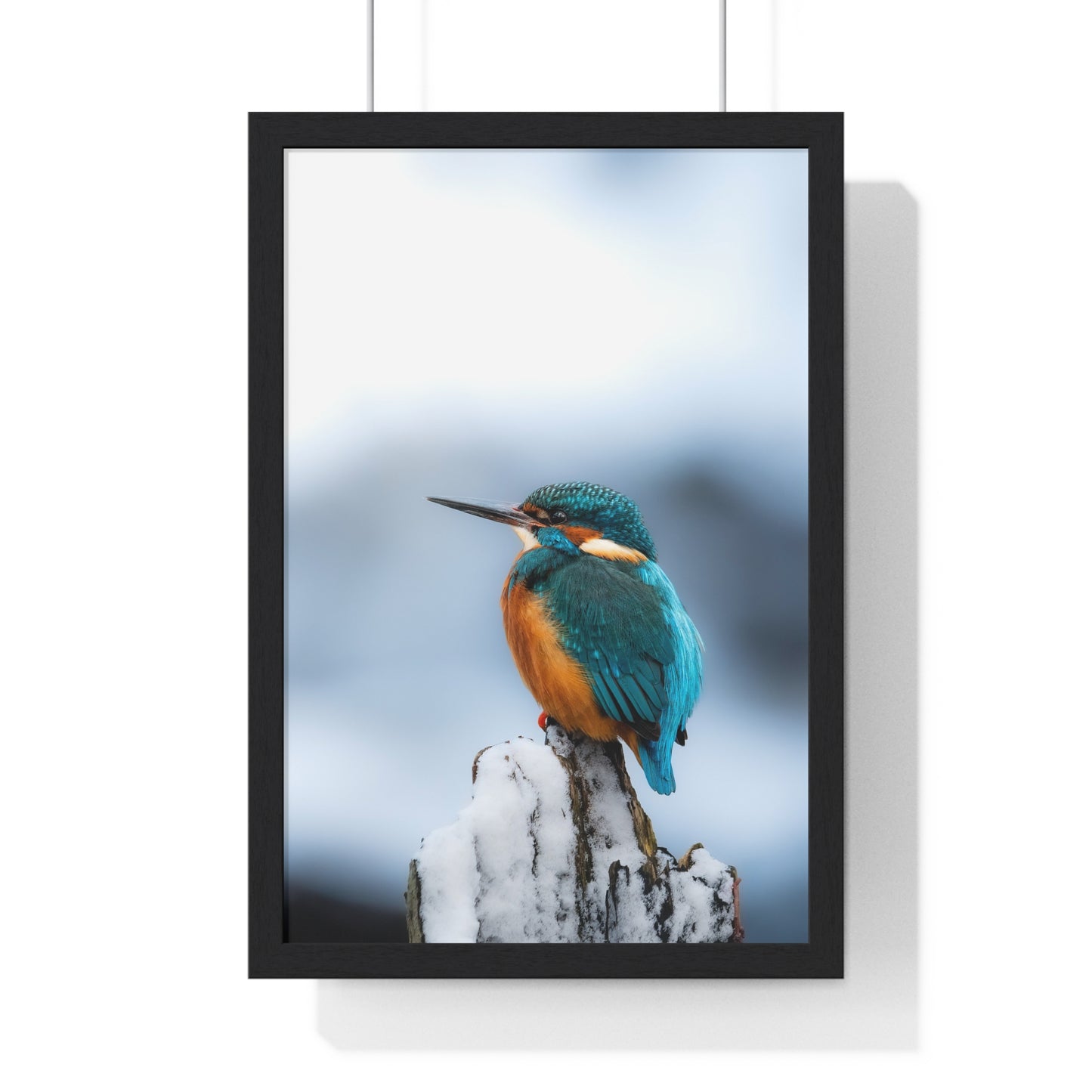 Kingfisher posing