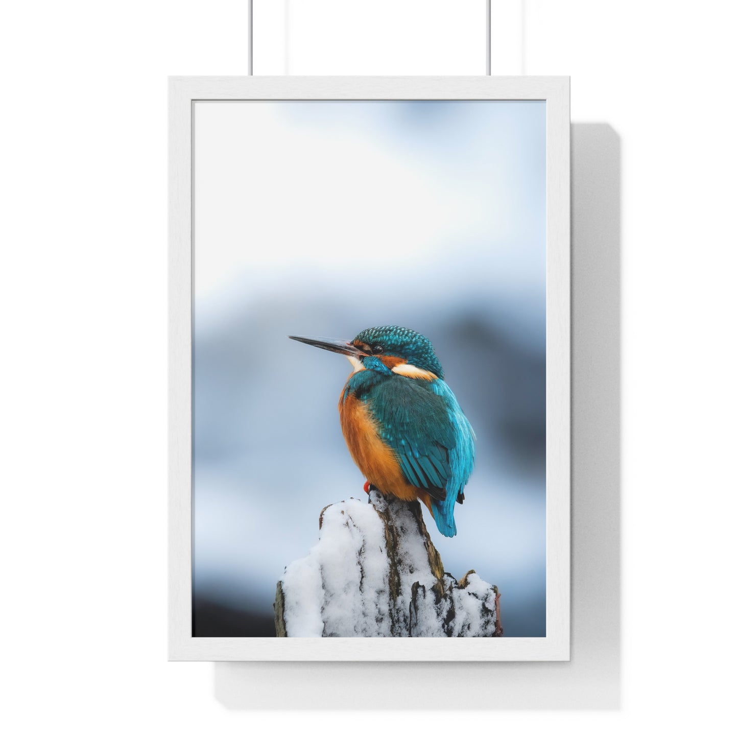 Kingfisher posing