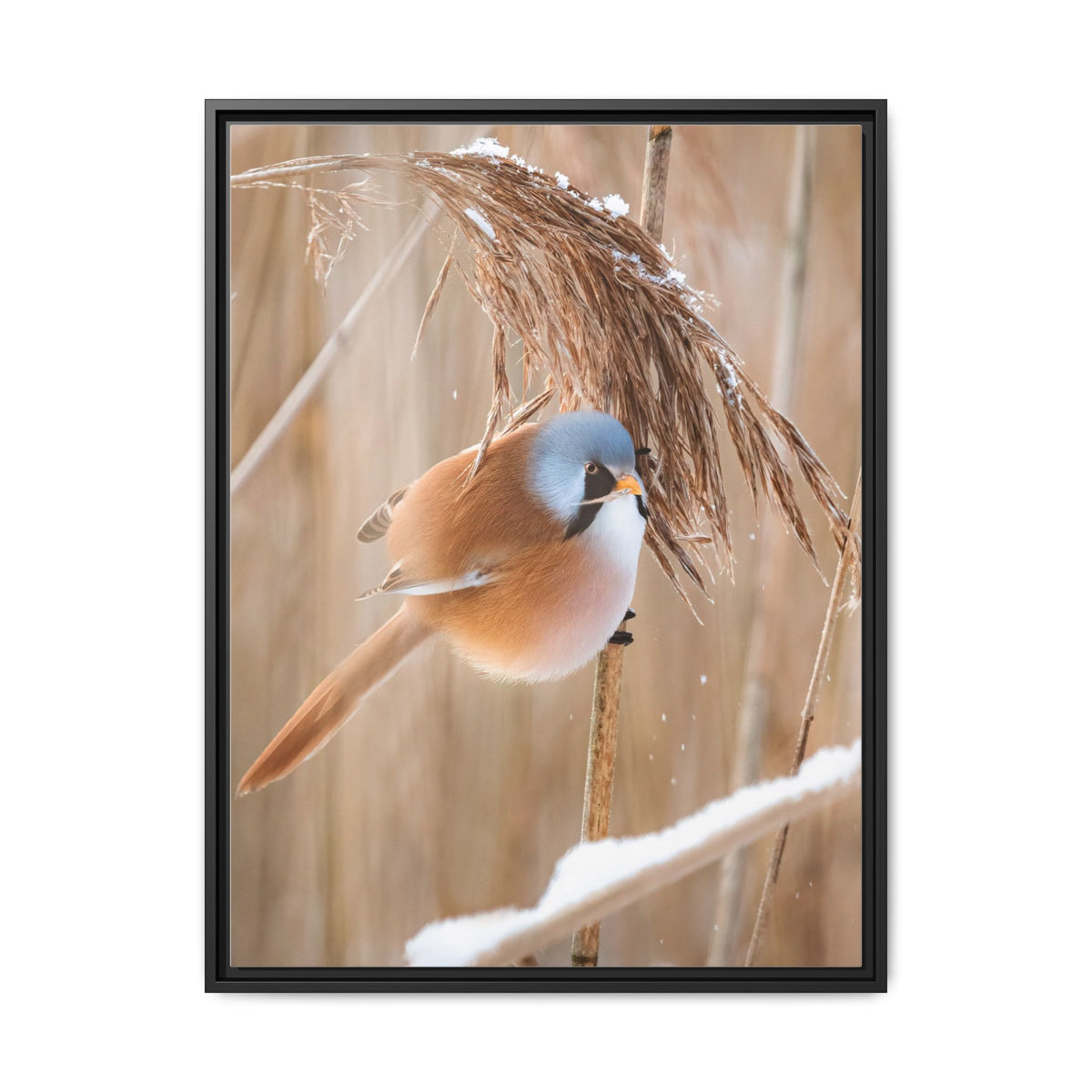 Framed Matte Canvas - Bearded Reedling Bird Photography (Winter Marsh)