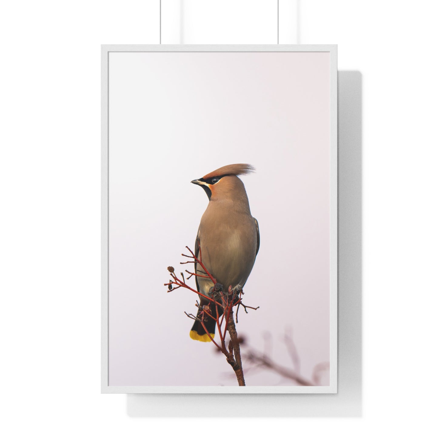 Bohemian Waxwing during sunset