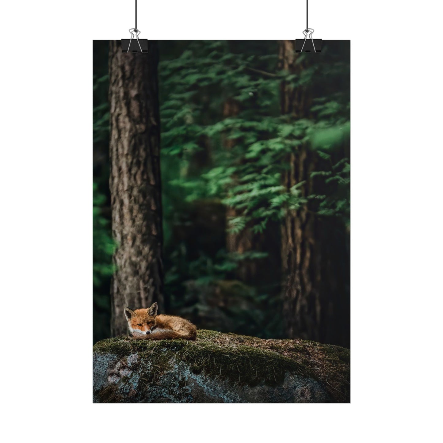 Sleeping fox poster