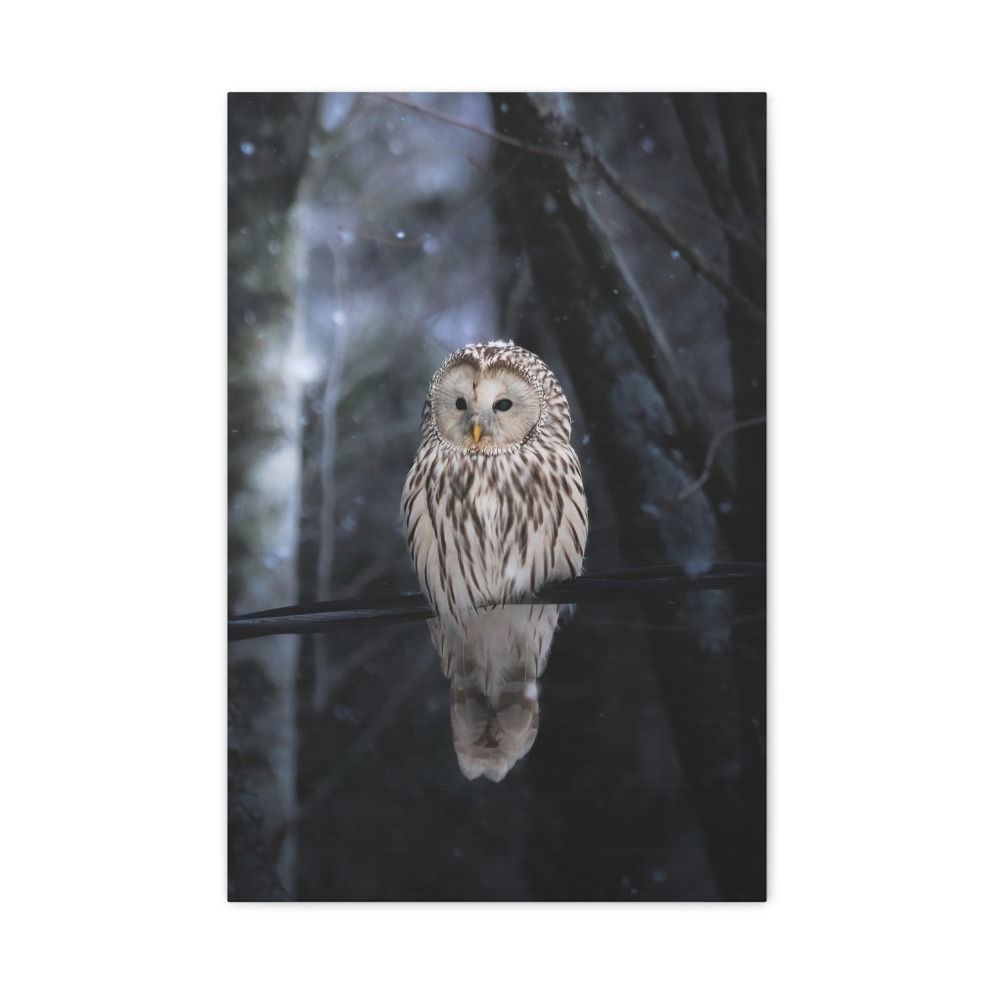 Snowy Owl Matte Canvas
