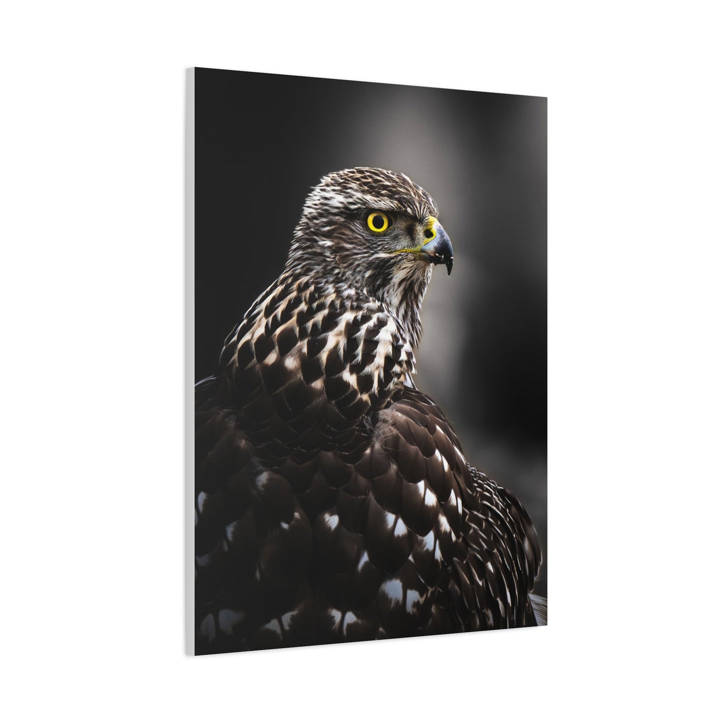 Close up Goshawk