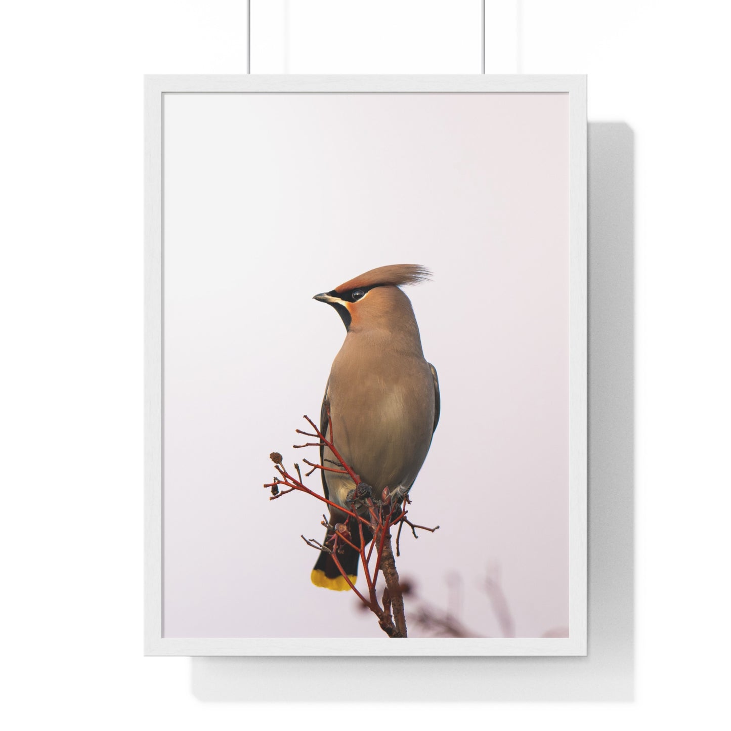 Bohemian Waxwing during sunset