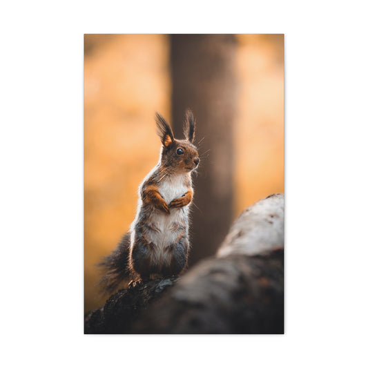 Momma Squirrel
