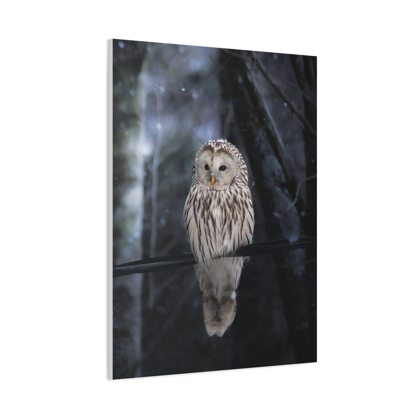 Snowy Owl Matte Canvas