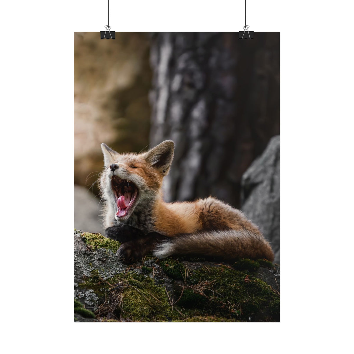 Yawning Fox Poster – Woodland Wildlife Wall Art
