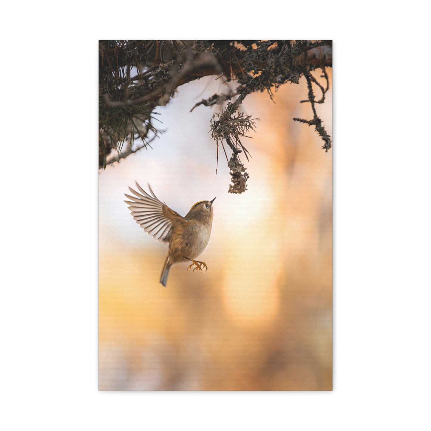 Flying Goldcrest Matte Canvas