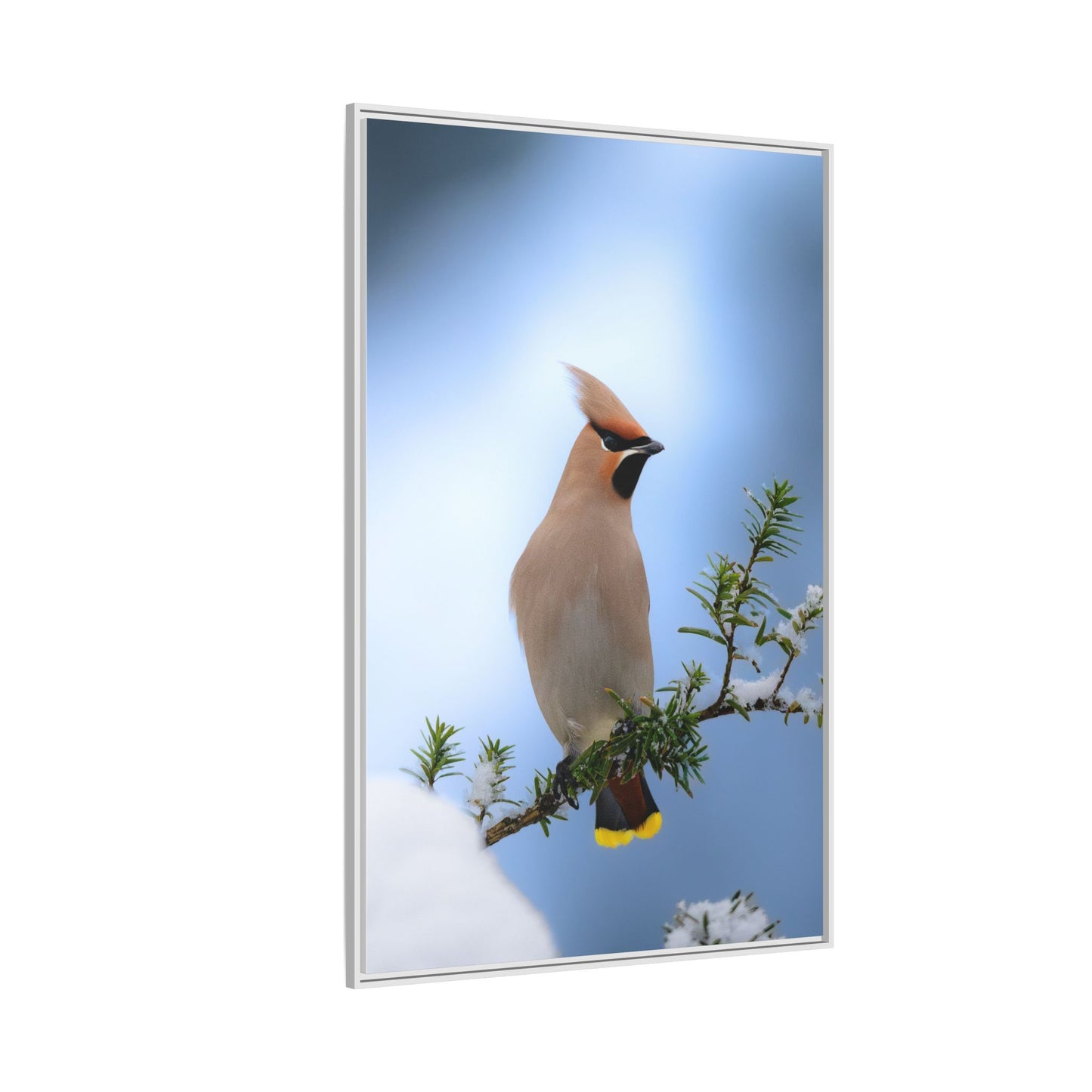 Bohemian Waxwing
