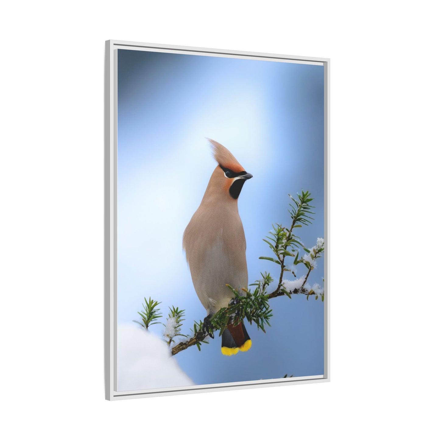 Bohemian Waxwing