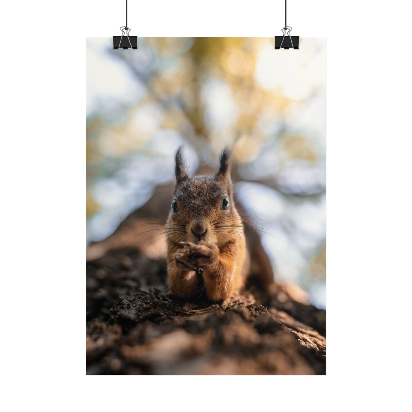 Posing squirrel poster