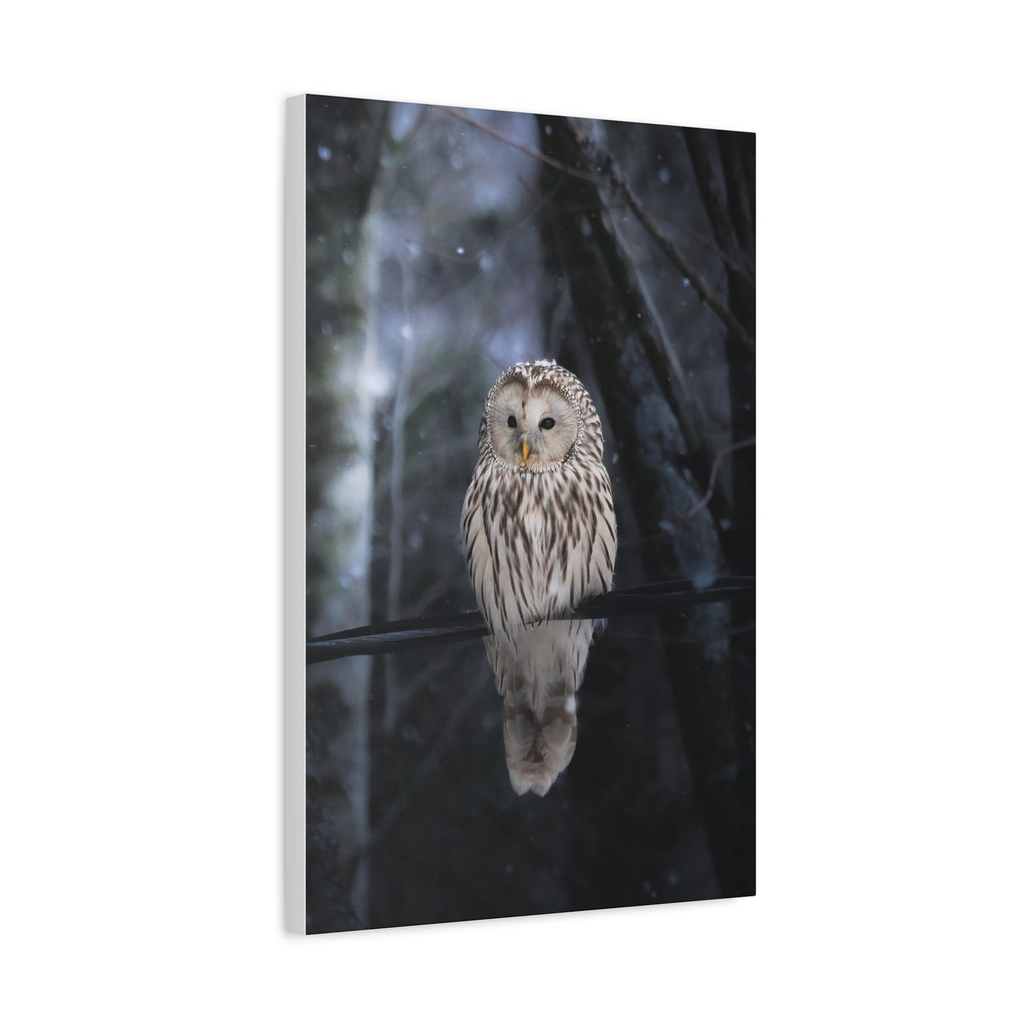 Snowy Owl Matte Canvas