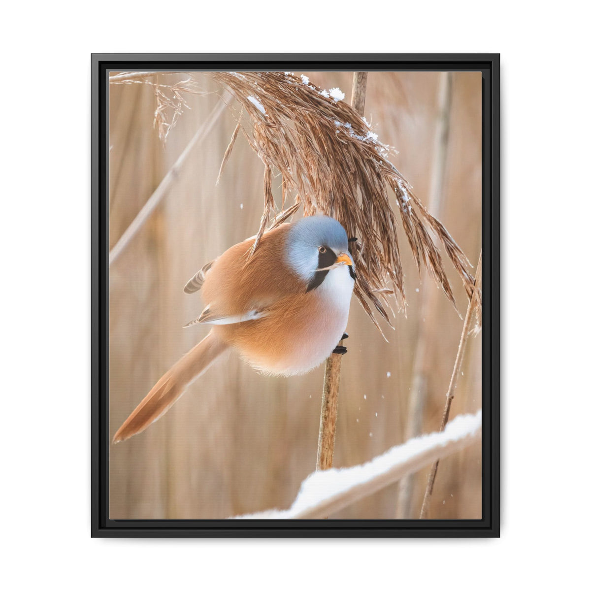 Framed Matte Canvas - Bearded Reedling Bird Photography (Winter Marsh)