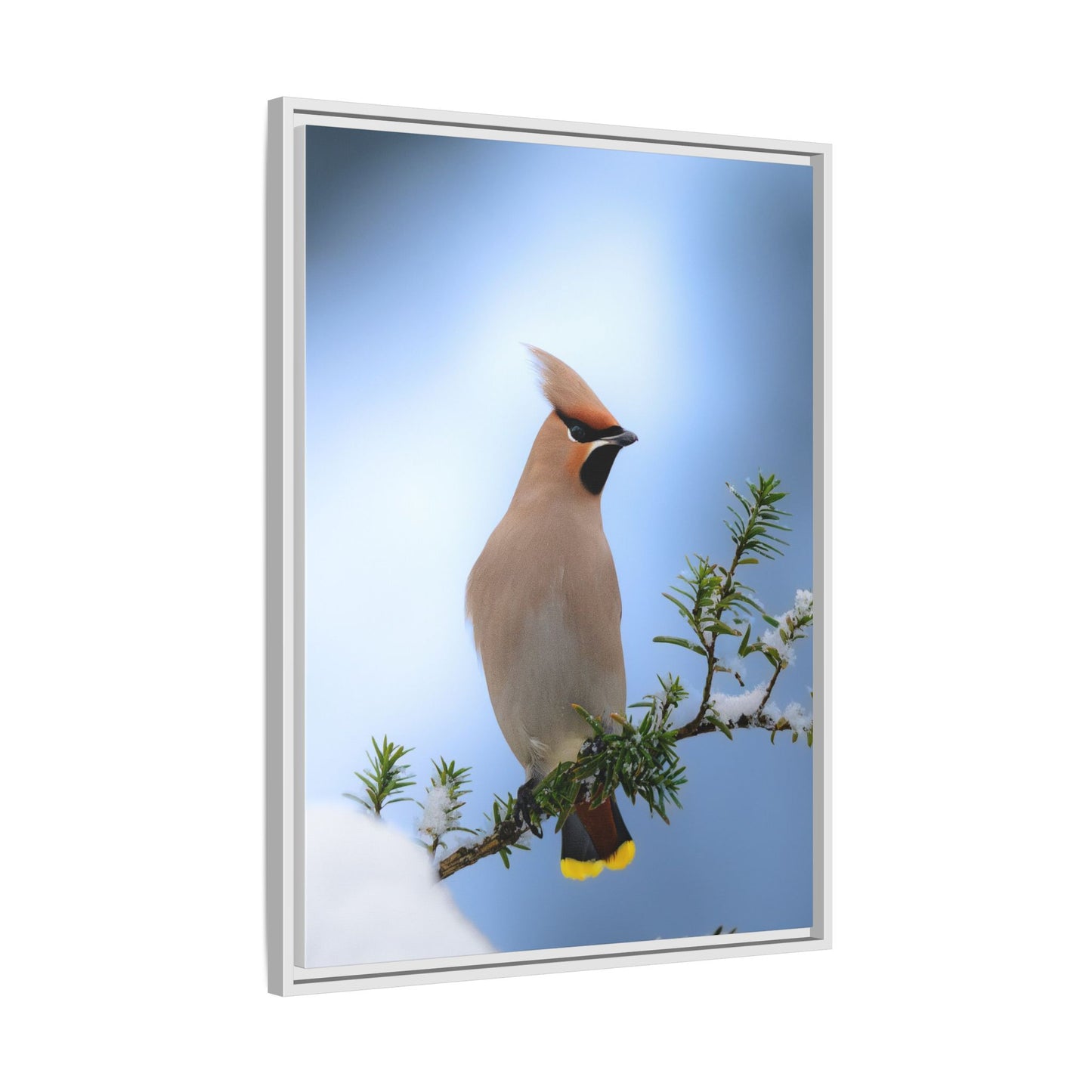 Bohemian Waxwing
