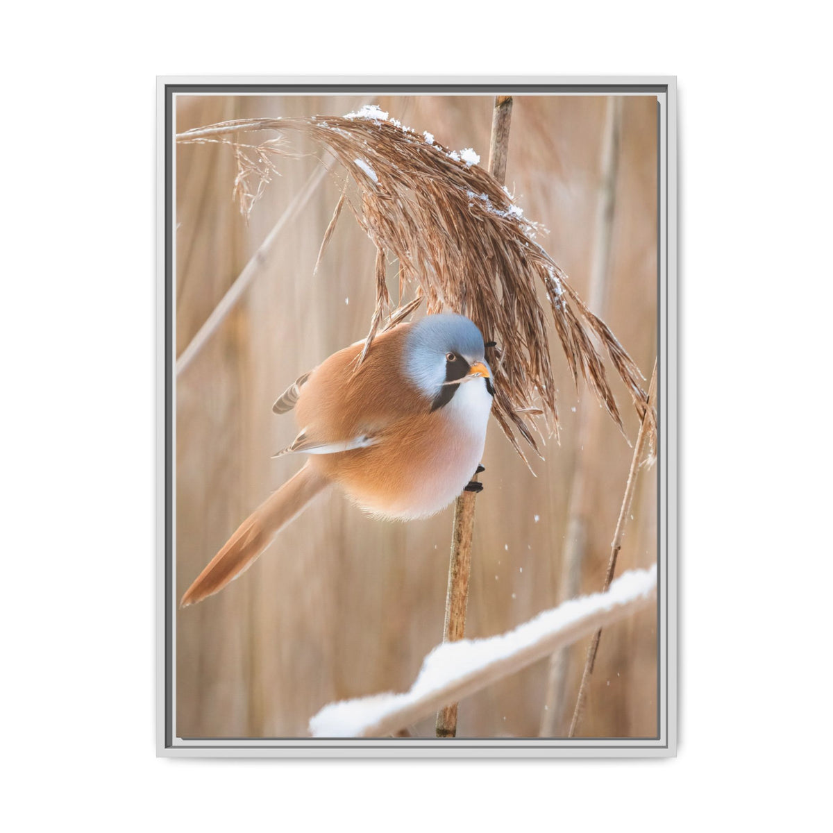Framed Matte Canvas - Bearded Reedling Bird Photography (Winter Marsh)