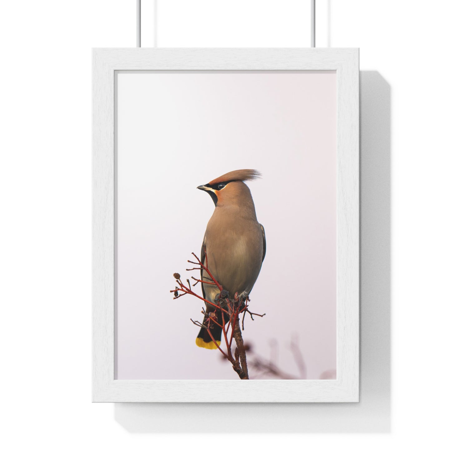 Bohemian Waxwing during sunset