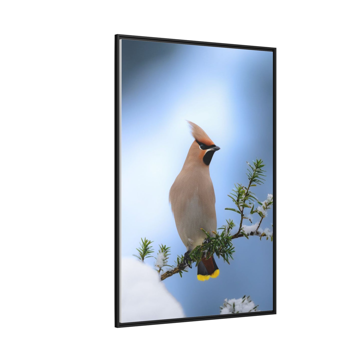 Bohemian Waxwing