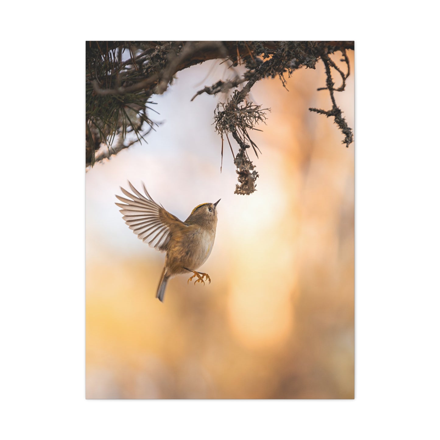 Flying Goldcrest Matte Canvas
