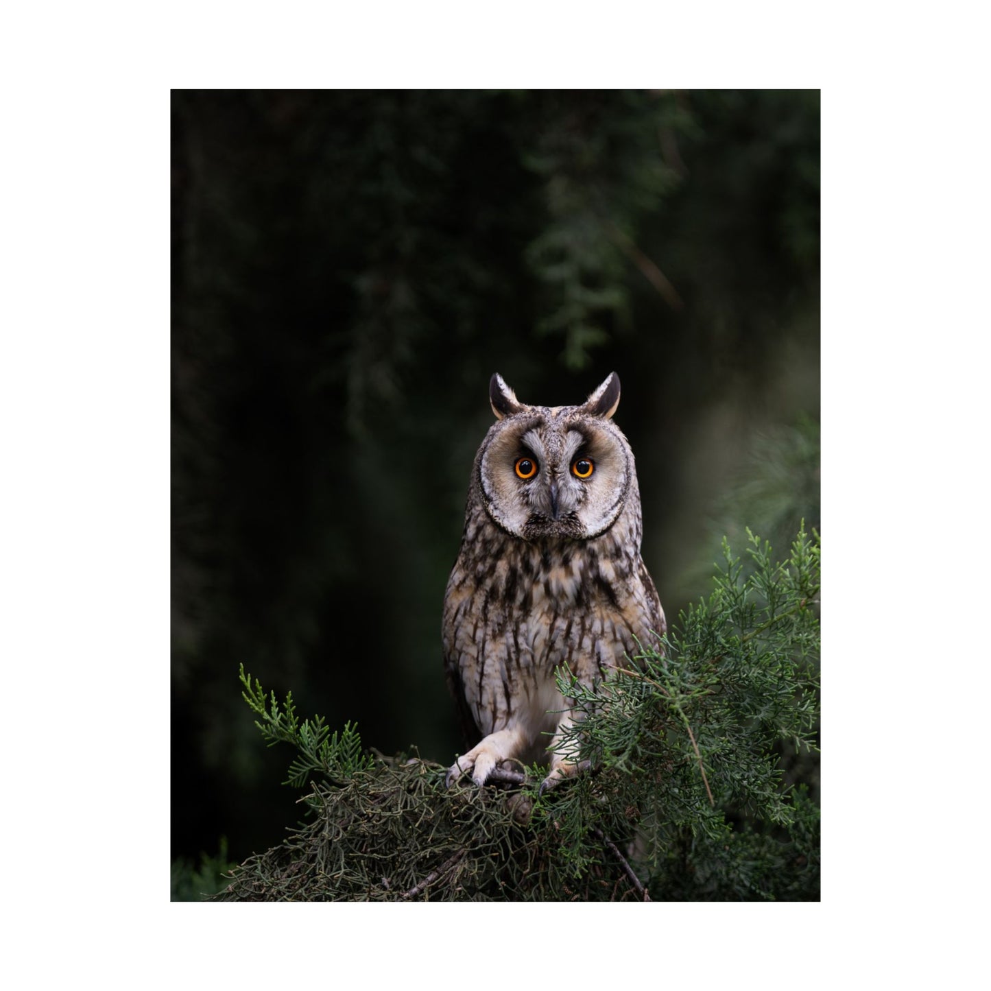 Long-eared Owl