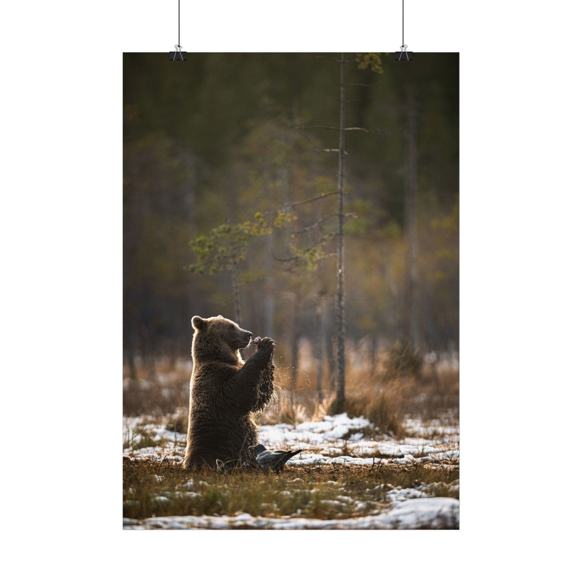 Praying Bear poster