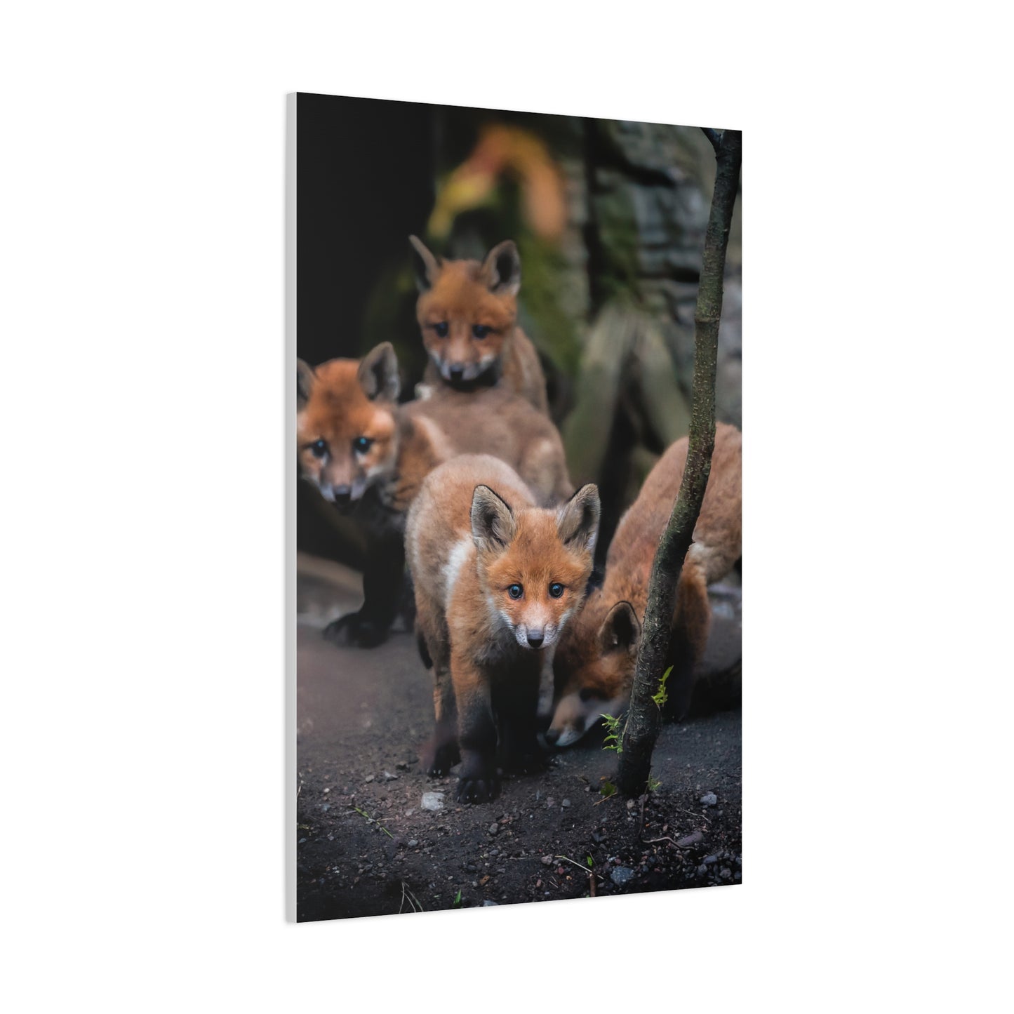 Fox Siblings