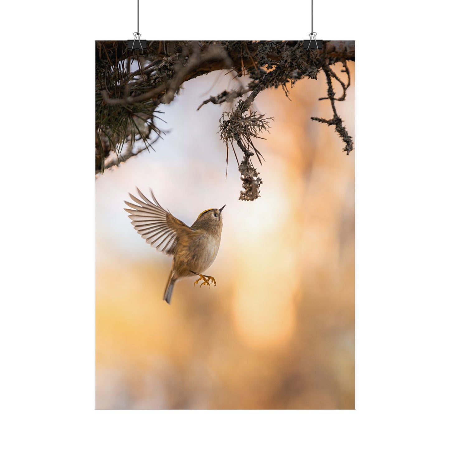 Flying Goldcrest poster