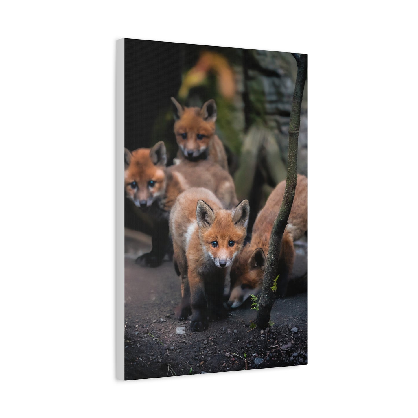 Fox Siblings