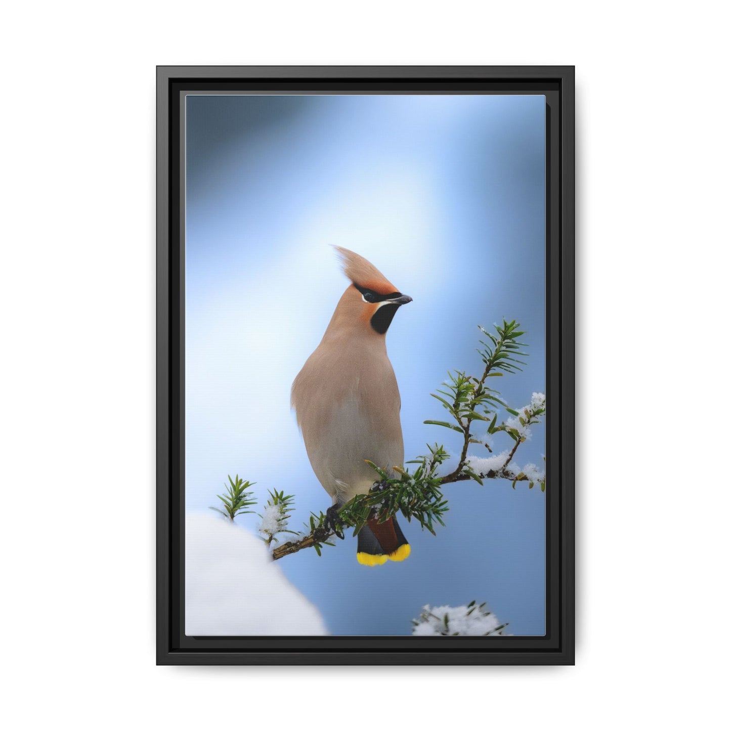 Bohemian Waxwing