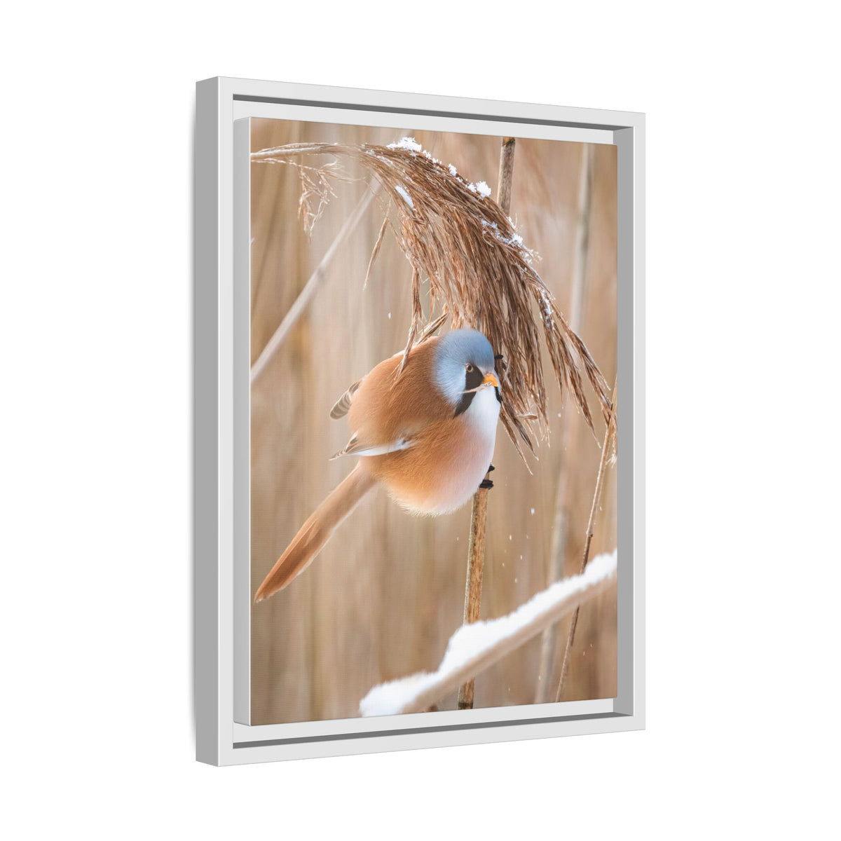 Framed Matte Canvas - Bearded Reedling Bird Photography (Winter Marsh)